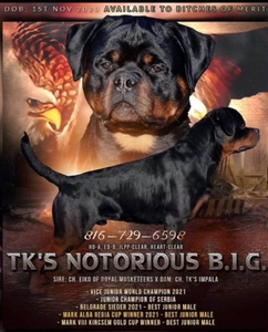 TK‘s Notorious B.I.G.