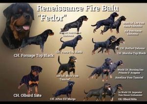 Renaissance Fire Balu a.k.a. Fedor