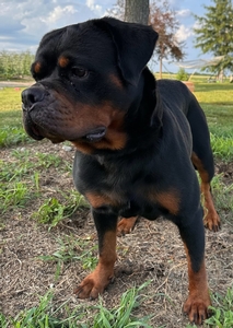 Karma Vom Hause Jaras 111