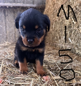 Litter from Bella Bowe's TikTok and Notorious B.I.G.