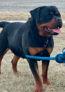 Waymar Konigin Von Sheba