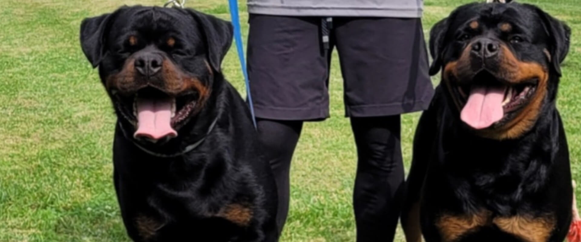 About Bella Bowe's Rottweilers About Bella Bowe's Rottweilers