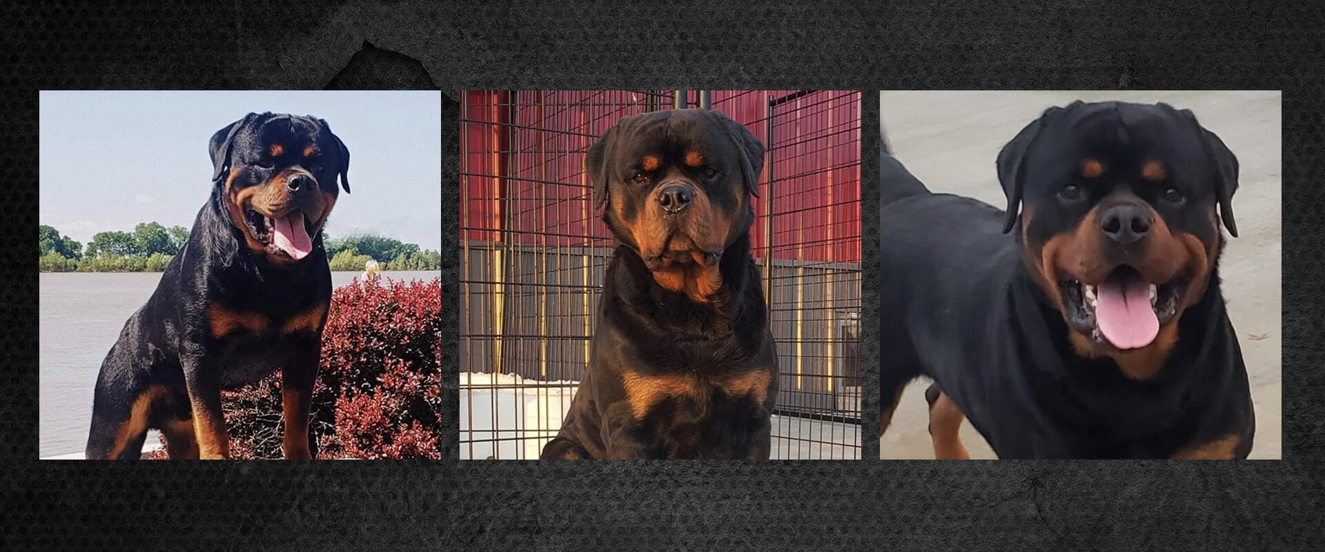 Our Adults Our Adults