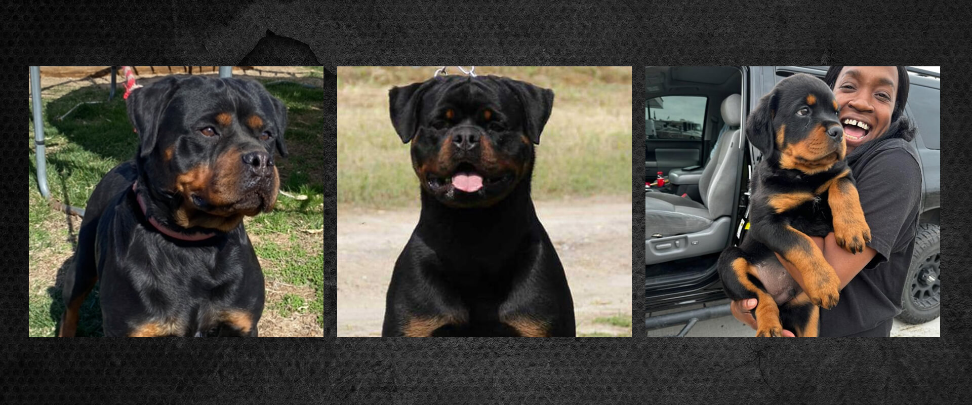 Contact Bella Bowe's Rottweilers Contact Bella Bowe's Rottweilers