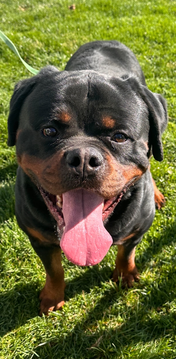 Champion Rottweiler Breeder